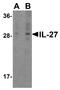 Interleukin 27 antibody, A00857-3, Boster Biological Technology, Western Blot image 