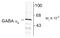 Gamma-Aminobutyric Acid Type A Receptor Alpha6 Subunit antibody, TA309131, Origene, Western Blot image 