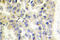 Microtubule Affinity Regulating Kinase 1 antibody, LS-C177334, Lifespan Biosciences, Immunohistochemistry frozen image 