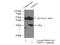 Twist Family BHLH Transcription Factor 1 antibody, 25465-1-AP, Proteintech Group, Immunoprecipitation image 