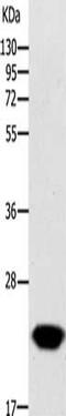 GTP Cyclohydrolase 1 antibody, CSB-PA964562, Cusabio, Western Blot image 