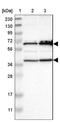 Chloride Channel CLIC Like 1 antibody, NBP1-82792, Novus Biologicals, Western Blot image 
