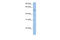 FAM20C Golgi Associated Secretory Pathway Kinase antibody, 26-410, ProSci, Western Blot image 