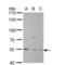 Nicotinamide Phosphoribosyltransferase antibody, NBP2-19468, Novus Biologicals, Western Blot image 