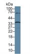 Caspase 6 antibody, LS-C303215, Lifespan Biosciences, Western Blot image 