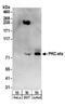 Protein Kinase C Eta antibody, A304-236A, Bethyl Labs, Western Blot image 