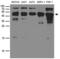 CD63 Molecule antibody, LS-C796565, Lifespan Biosciences, Western Blot image 