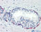 Pleckstrin Homology, MyTH4 And FERM Domain Containing H2 antibody, 26-762, ProSci, Immunohistochemistry frozen image 