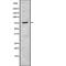 Bradykinin Receptor B2 antibody, abx148585, Abbexa, Western Blot image 