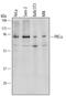 Protein Kinase C Alpha antibody, AF5340, R&D Systems, Western Blot image 