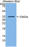 Macrophage Expressed 1 antibody, LS-C314762, Lifespan Biosciences, Western Blot image 