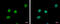 Securin-2 antibody, GTX117149, GeneTex, Immunofluorescence image 