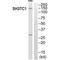 SH3 Domain And Tetratricopeptide Repeats 1 antibody, PA5-50135, Invitrogen Antibodies, Western Blot image 