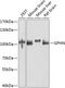 Gephyrin antibody, 23-666, ProSci, Western Blot image 