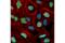 Lamin A/C antibody, 86846S, Cell Signaling Technology, Immunocytochemistry image 