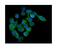 Protein Kinase AMP-Activated Non-Catalytic Subunit Beta 1 antibody, PB9738, Boster Biological Technology, Immunofluorescence image 