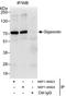 Gigaxonin antibody, NBP1-49923, Novus Biologicals, Immunoprecipitation image 