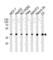 Mitogen-Activated Protein Kinase 1 antibody, abx034783, Abbexa, Western Blot image 