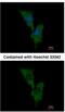 Engulfment And Cell Motility 1 antibody, NBP1-33645, Novus Biologicals, Immunofluorescence image 