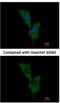 Engulfment and cell motility protein 1 antibody, NBP1-33645, Novus Biologicals, Immunofluorescence image 