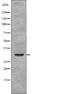 Nucleophosmin 1 antibody, abx217221, Abbexa, Western Blot image 