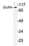 Glutamate receptor 4 antibody, AP20233PU-N, Origene, Western Blot image 