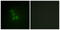 RNA Binding Motif Protein X-Linked antibody, LS-C118881, Lifespan Biosciences, Immunofluorescence image 