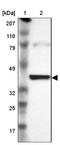 Isocitrate dehydrogenase [NAD] subunit gamma, mitochondrial antibody, NBP1-85810, Novus Biologicals, Western Blot image 