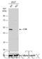 C-Terminal Src Kinase antibody, GTX107602, GeneTex, Western Blot image 