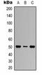 Tubulin Beta 1 Class VI antibody, orb323098, Biorbyt, Western Blot image 