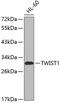 Twist Family BHLH Transcription Factor 1 antibody, 19-710, ProSci, Western Blot image 