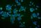 Tripartite Motif Containing 16 antibody, A09514-4, Boster Biological Technology, Immunofluorescence image 