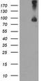 Transferrin Receptor 2 antibody, TA504592, Origene, Western Blot image 