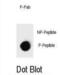 Inhibitor Of Nuclear Factor Kappa B Kinase Subunit Beta antibody, abx032158, Abbexa, Dot Blot image 