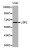Ubiquitin Specific Peptidase 2 antibody, MBS126778, MyBioSource, Western Blot image 
