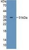 Mitogen-activated protein kinase 12 antibody, LS-C712570, Lifespan Biosciences, Western Blot image 