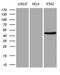 SAM Domain, SH3 Domain And Nuclear Localization Signals 1 antibody, LS-C799626, Lifespan Biosciences, Western Blot image 