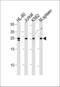 Translin antibody, PA5-35118, Invitrogen Antibodies, Western Blot image 