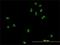 Chromosome Segregation 1 Like antibody, H00001434-M08, Novus Biologicals, Immunocytochemistry image 