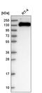 Tight Junction Protein 3 antibody, HPA046863, Atlas Antibodies, Western Blot image 
