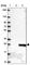 Down-Regulator Of Transcription 1 antibody, HPA055308, Atlas Antibodies, Western Blot image 