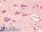 Transmembrane Protein 59 Like antibody, LS-B9549, Lifespan Biosciences, Immunohistochemistry frozen image 