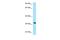 Prohibitin antibody, PA5-70526, Invitrogen Antibodies, Western Blot image 