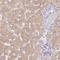 Asialoglycoprotein Receptor 2 antibody, NBP1-85579, Novus Biologicals, Immunohistochemistry frozen image 