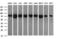Dynamin 1 Like antibody, LS-C174710, Lifespan Biosciences, Western Blot image 