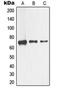 Nerve Growth Factor Receptor antibody, orb214319, Biorbyt, Western Blot image 