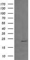 Ras Homolog Family Member J antibody, TA505499, Origene, Western Blot image 