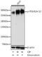 RNA Polymerase II Subunit A antibody, LS-C750568, Lifespan Biosciences, Western Blot image 