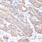 Keratin 18 antibody, 13-511, ProSci, Immunohistochemistry frozen image 