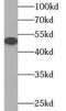 DDB1 And CUL4 Associated Factor 12 antibody, FNab09494, FineTest, Western Blot image 